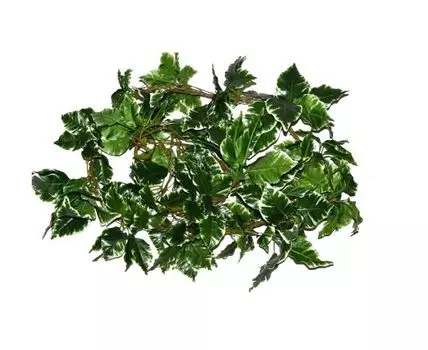 Лиана Понта