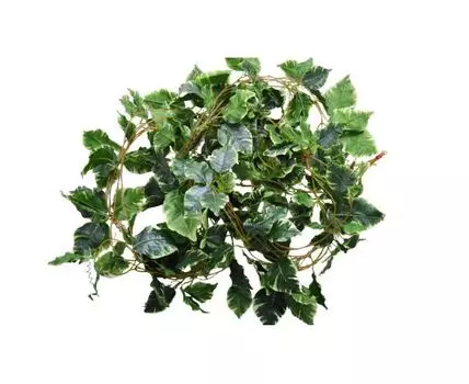 Лиана Стеффи