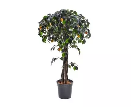 Лимон Фигаро