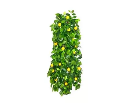 Лимон Мейера