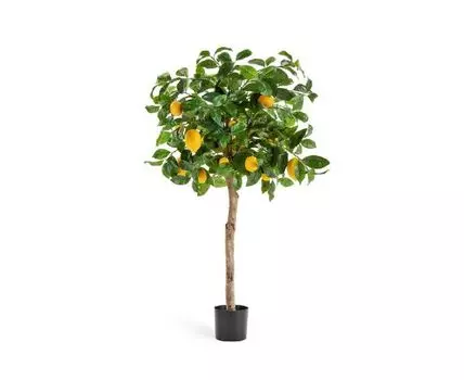 Лимонное дерево с плодами на штамбе