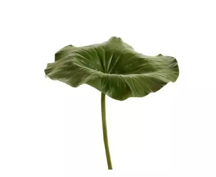 Лист Лотоса большой