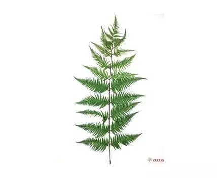 Лист Папоротника