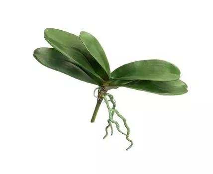 Листья Орхидеи Фаленопсис