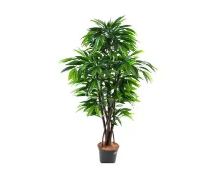 Лонгифолия Брикс