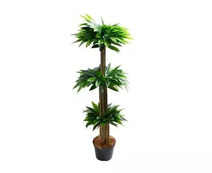 Лонгифолия фонтан