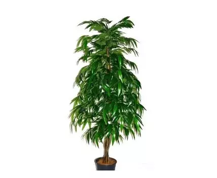 Лонгифолия Тэсса