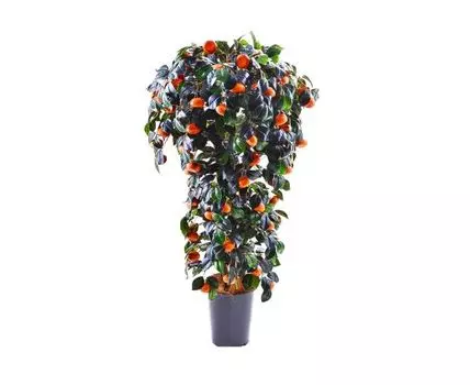 Мандарин Брайт