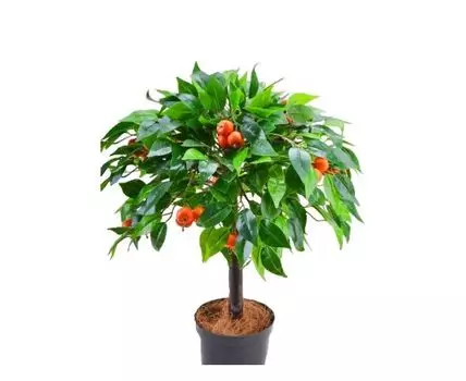 Мандарин Дэнси