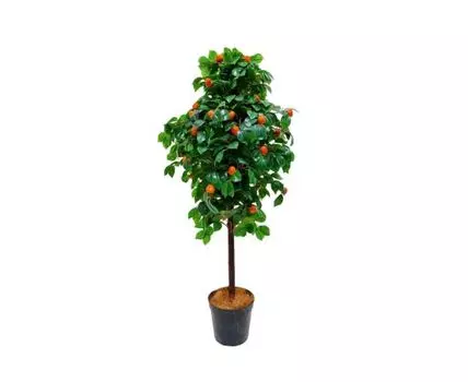 Мандарин Империал