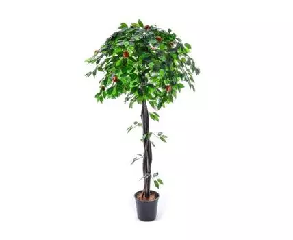 Мандарин Юдит