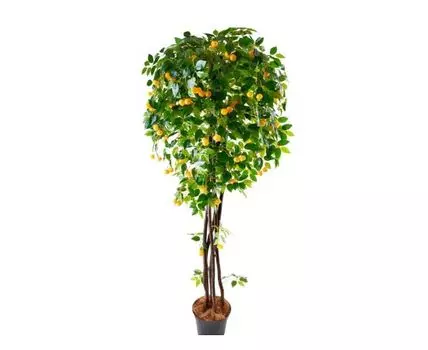 Мандарин Мартик