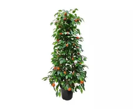 Мандарин Минеола