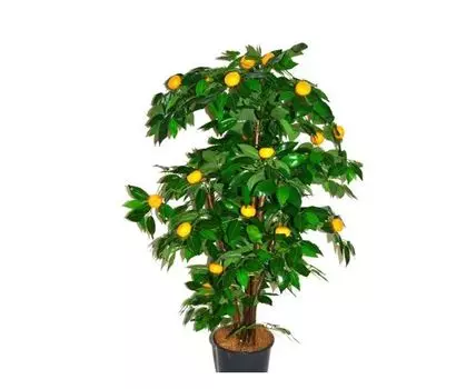 Мандарин Оранж