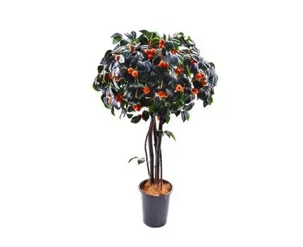 Мандарин Томми