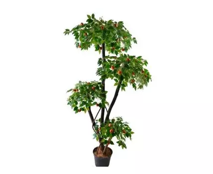 Мандарин Уолис