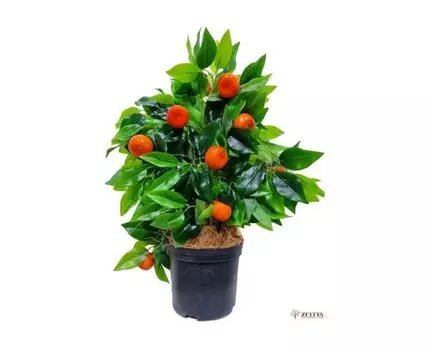 Мандарина Дикс Latex