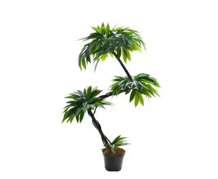 Манго кривой ствол