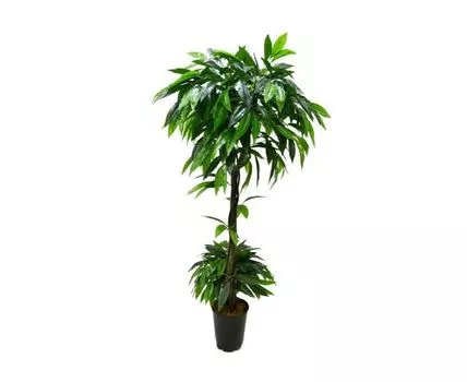 Манго Жером