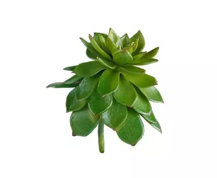 Мини-суккулент Эхеверия Мультикаулис