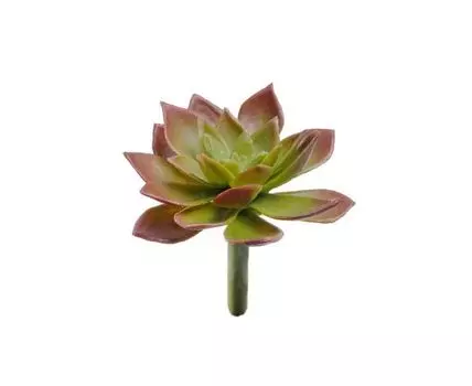 Мини-суккулент Эониум декорум Минор