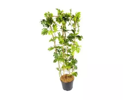 Монстера Дили