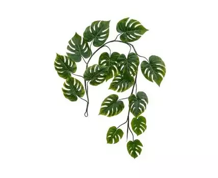 Монстера лиана