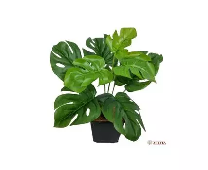 Монстера Терра Latex