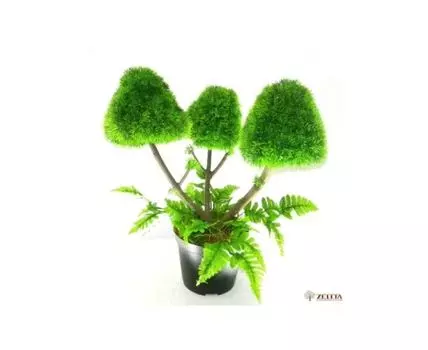 Мухоморики