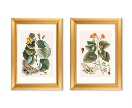 Набор из 2-х репродукций картин в раме Beauty bloom №4, 1732г. (золотистый, 50,5)