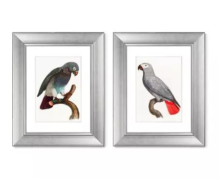 Набор из 2-х репродукций картин в раме Beautiful parrots №2, 1872г. (мультиколор, 40,5)