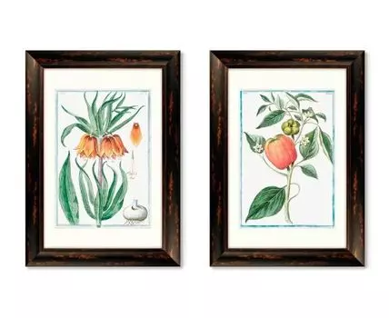 Набор из 2-х репродукций картин в раме Flore pulchre rubente, 1793г. (темно-коричневый, 50,5)