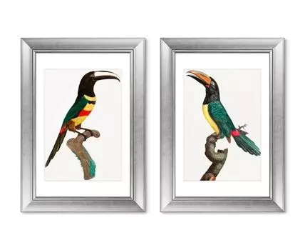 Набор из 2-х репродукций картин в раме Black-necked Aracari, 1806г. (мультиколор, 50,5)