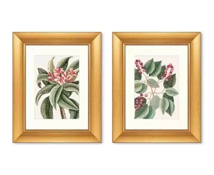 Набор из 2-х репродукций картин в раме Pigeon-Plum (Cerasus) & Plumeria, 1741г. (золотистый, 40,5)