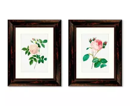 Набор из 2-х репродукций картин в раме Antique plants drawn №11, 1802г. (темно-коричневый, 40,5)