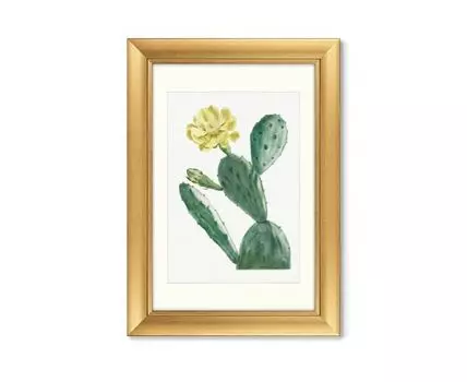 Набор из 2-х репродукций картин в раме Cactus Opuntia Inermis, 1799г. (золотистый, 70,5)