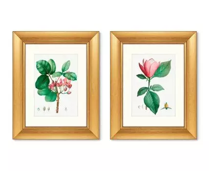 Набор из 2-х репродукций картин в раме Lily magnolia & Pistaccia vera, 1801г. (золотистый, 40,5)