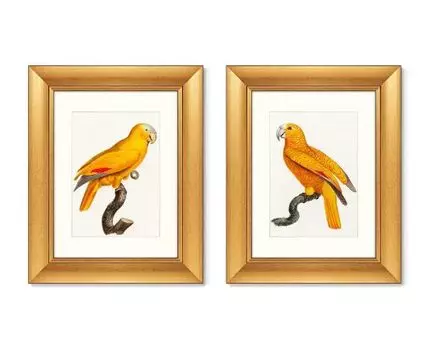 Набор из 2-х репродукций картин в раме The Parrot of Paradise, 1802г. (золотистый, 40,5)