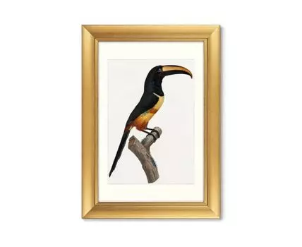 Набор из 2-х репродукций картин в раме Beautiful toucans, 1806г. (золотистый, 50,5)