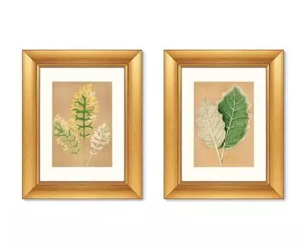 Набор из 2-х репродукций картин в раме Cineraria Maritima, 1879г. (золотистый, 40,5)