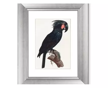 Набор из 2-х репродукций картин в раме The Palm Cockatoo, 1801г. (мультиколор, 40,5)