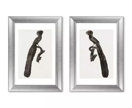 Набор из 2-х репродукций картин в раме Magpie Birds of Paradise, 1806г. (мультиколор, 50,5)