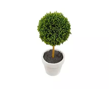 Набор растений Самшит