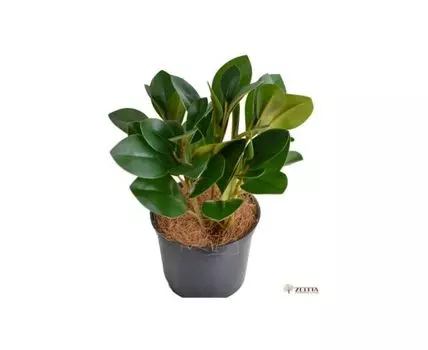 Оливка Коди Latex