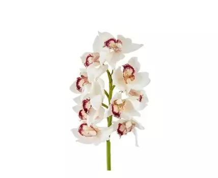 Орхидея Цимбидиум бело-розовая (белый, розовый)