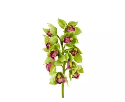 Орхидея Цимбидиум зелёно-розовая (зеленый, розовый)
