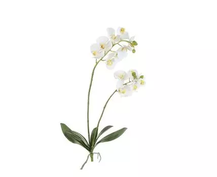 Орхидея Фаленопсис