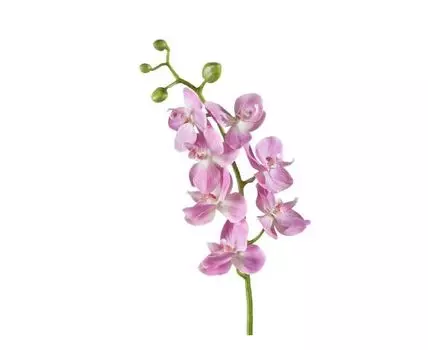 Орхидея Фаленопсис Элегант