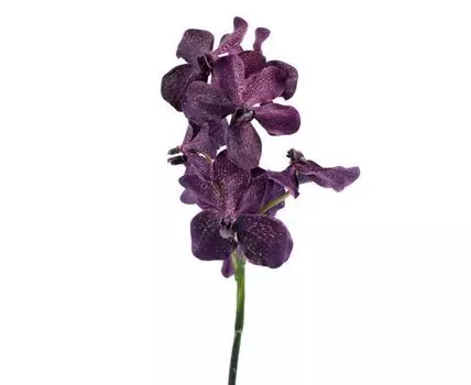 Орхидея лиловая (60, Фиолетовый)