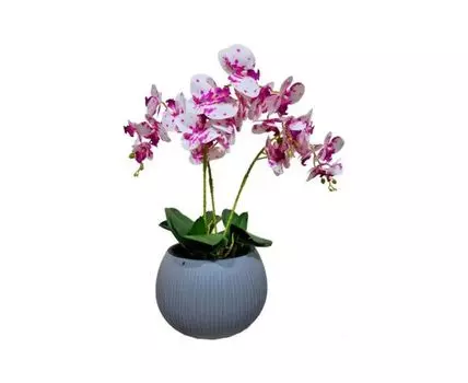 Орхидея Лунна №3 Latex